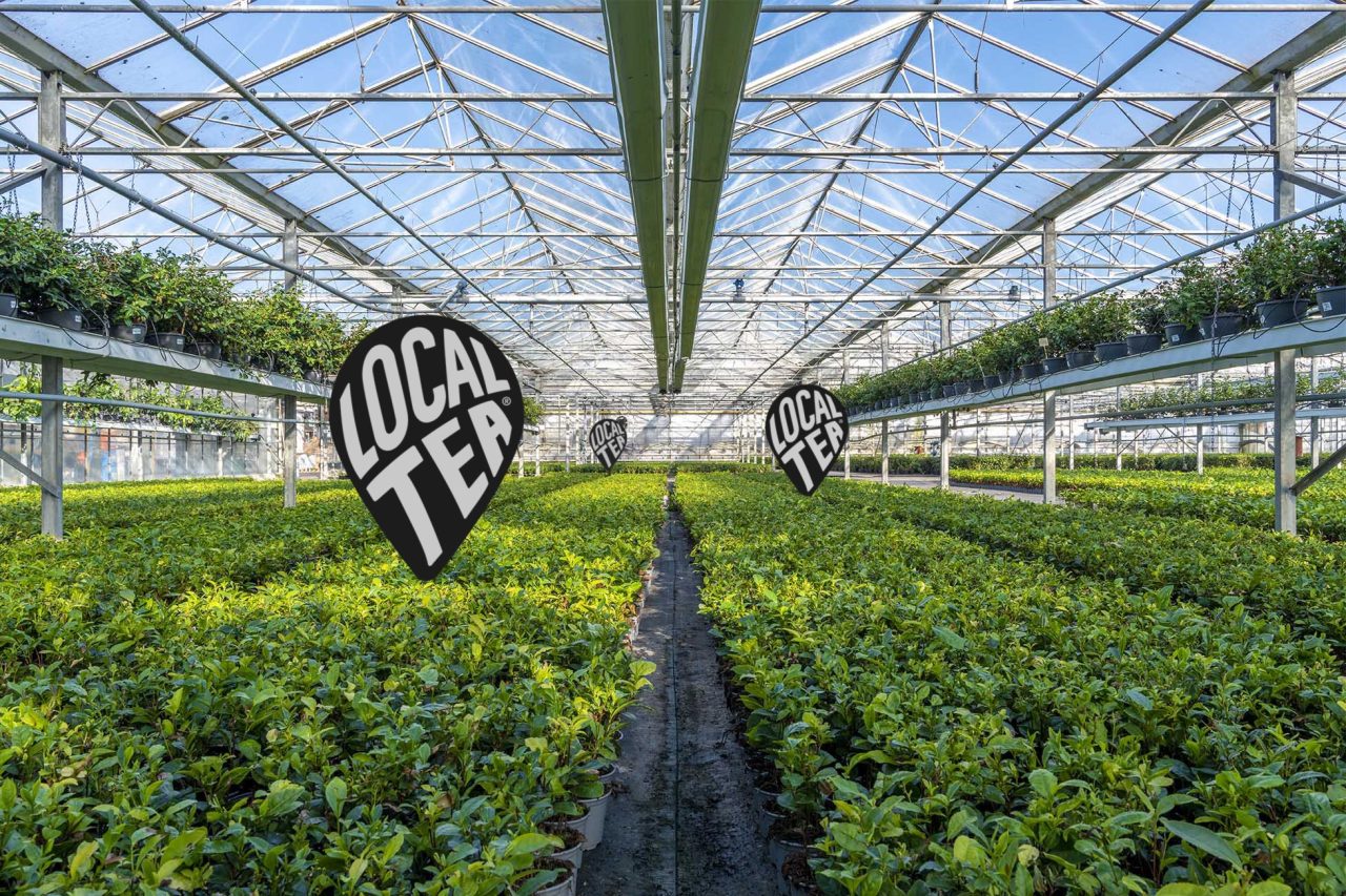 LocalTea